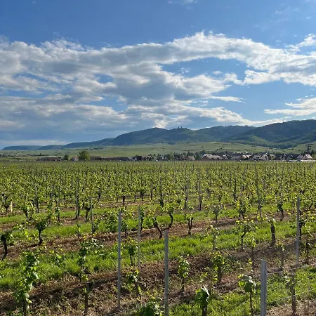 Proche Colmar Vignoble 아파트